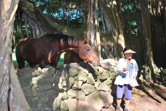 Pferde füttern in Kipahulu