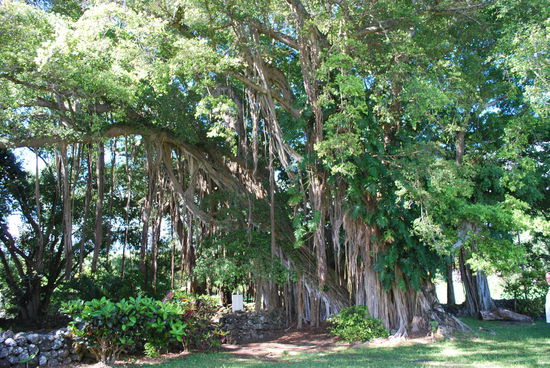 Riesiger Banyan-Baum vor der...