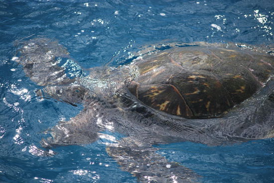 Ich besitze keine Unterwasserkamera und habe mir auch keine geliehen, aber nach dem Schnorcheln zeigen sich auch noch ein paar Exemplare an der Wasseroberfläche, die ich von Bord fotografiere.