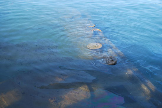 Es tritt noch heute - fast 70 Jahre später - Öl aus dem Wrack. Genannt die Tränen der USS Arizona