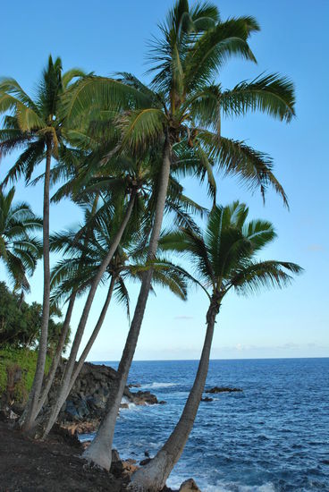 So, deswegen haben wir uns also hierher gequält. Die Hawaii-Postkartenmotive stehen hier rum...