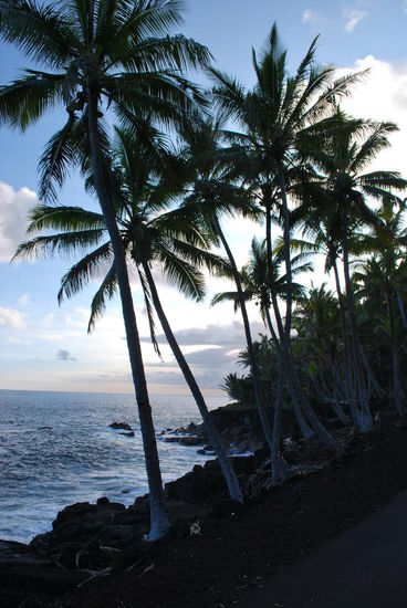 Hach ! It´s just soooo Aloha ! Und am Fusse der Palmen im Lavasand sind tausende von Glühwürmchen, die man leider auf dem Foto nicht sieht.