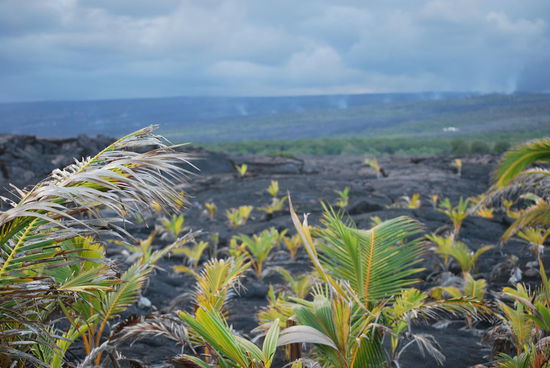 Auf dem Fussweg zum Kalapana Beach - da bin ich jetzt wieder orts- und namenssicher. Hier wachsen ganz frisch viele neue Kokospalmen und im Hintergrund dampft es aus allen Erdlöchern.