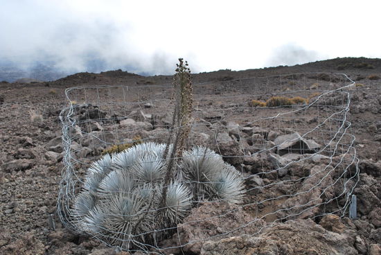 Diese Pflanze ist ziemlich einzigartig und ist eingezäunt, weil bereits fast schon mal ausgestorben. Es ist eine Ahinahina, oder auf englisch silversword, die deutsche Bezeichnung kenne ich nicht, vielleicht Silberschwert, 1:1 übersetzt ??? Es dauert 50 Jahre, bis sie ein einziges Mal blüht. Wildziegen und - na klar - der Mensch, hatten das Vorkommen dieser aussergewöhnlichen Pflanze auf einen winzigen Restbestand dezimiert. Es war offenbar ein Riesenaufwand nötig, damit sich der Pflanzenbestand wieder erholte.