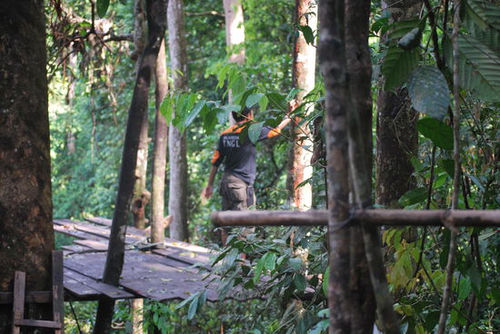 Die Fütterungsplattform und der Guide klebt Bananenstückchen an die Baumstämme, um Orangs anzulocken..