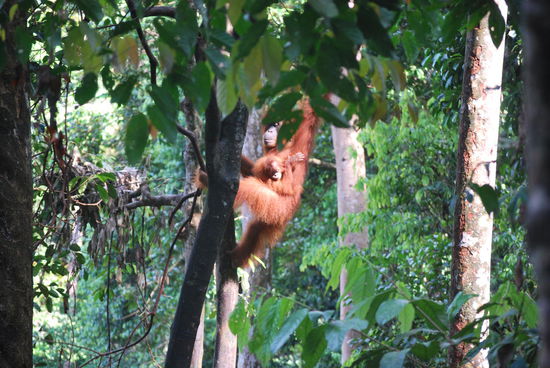 Und da hangeln sich Mutter und Kind "Waldmensch" bereits heran !