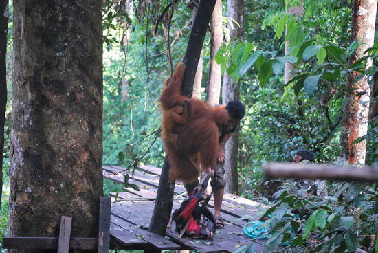 Die beiden mögen definitiv die angebotenen Bananen und trinken auch die Milch. Das Orang-Baby schwingt sich allerdings ein paar Stockwerke höher in den Baum.