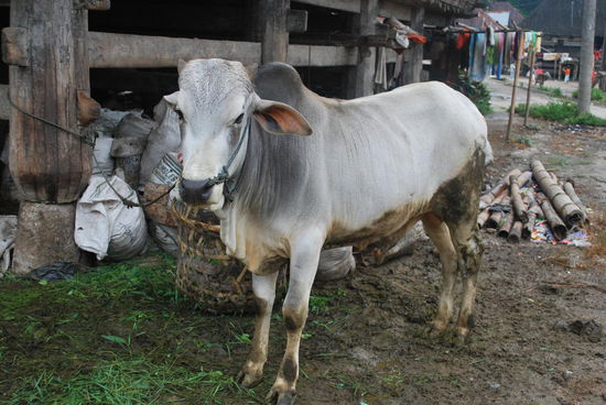 Univeral-Arbeitstier: Wasserbüffel
