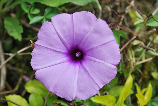 Das ist eine Blume, auf die Welly mich aufmerksam macht. Irgendetwas passiert mit der Blume, wenn man ein brennendes Feuerzeug dranhält, ich glaube, sie verfärbt sich blau, geht aber nicht kaputt. So genau kann ich mich nicht mehr erinnern...
