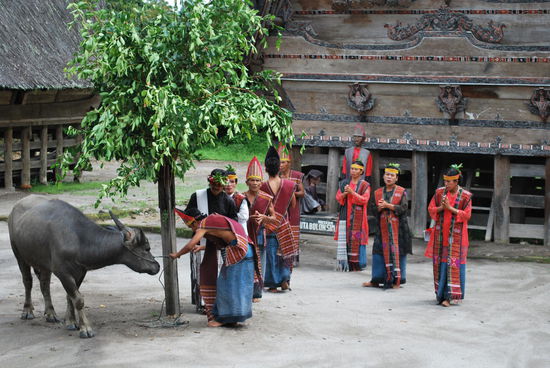 Der arme Wasserbüffel muss nicht tanzen, gehört aber ansonsten zwingend für die Optik dazu 