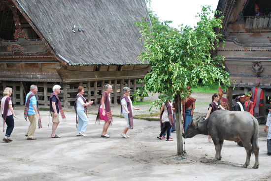 Die schmerzfreien Holländer zeigen sich kooperativ und umkreisen auch den Wasserbüffel