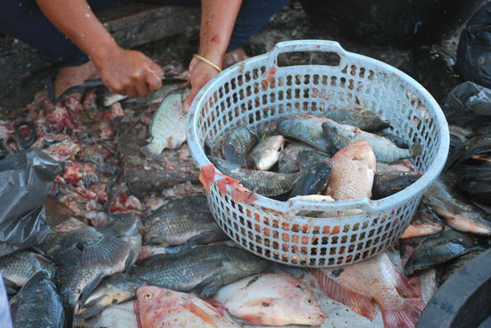 Frischer Fisch - iiih !!!