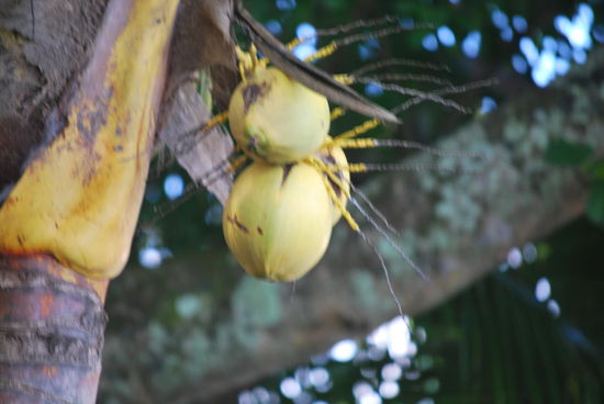 Paradies  = Kokosnuss ?