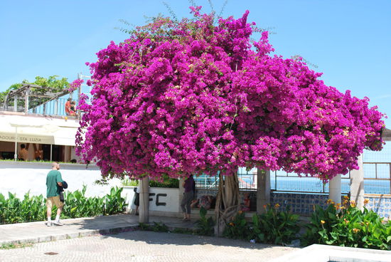 Ich erreiche den Miradouro de Santa Luzia - einen Aussichtspunkt