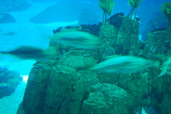 Jede Menge Fisch in riesigen Tanks