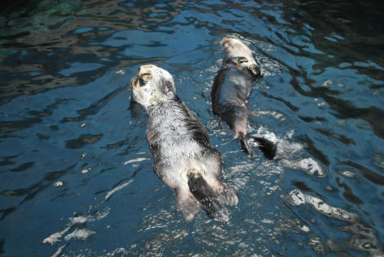 Die Superstars sind allerdings die beiden Otter