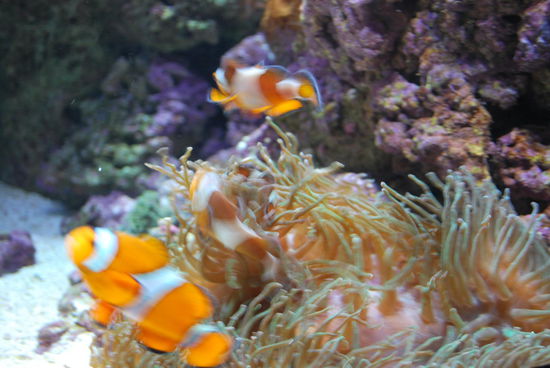 Und Nemo !!!!