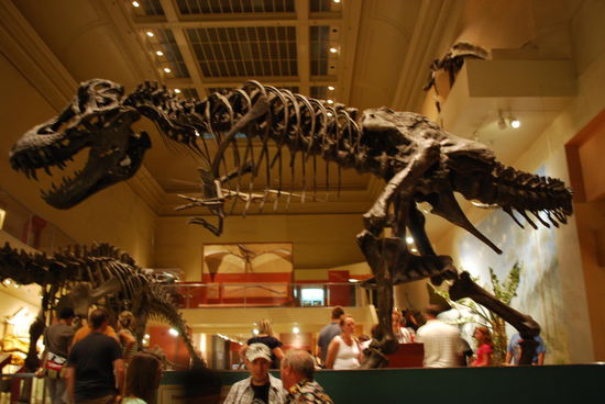 T-Rexe sind immer cool, da bin ich wie ein Kleinkind und finde Dino´s toll !