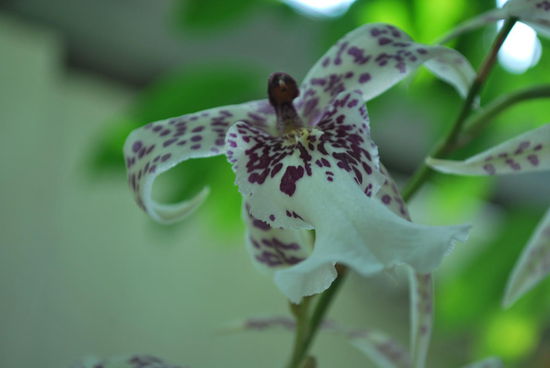 Orchidee im Botanischen Garten