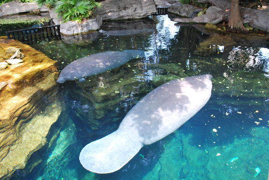 Sehr merkwürdige Tiere, Manatis, Seekühe, die sehen irgendwie komisch aus und die stinken - glaube ich - auch...