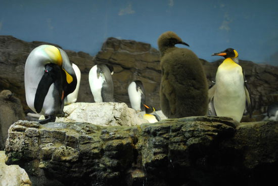Kaiserpinguine