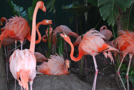 Flamingos - gehören zu Florida, wie Miami Vice (und sind im Trailer deswegen auch zu sehen)