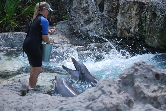 "they call him Flipper, Flipper, faster than lightning, no-one we see is smarter than he. And we know Flipper lives in a world of wonder. Under, under the sea" 
Titelsong der Fernsehserie Flipper, wer alt genug ist, kennt das auswendig !