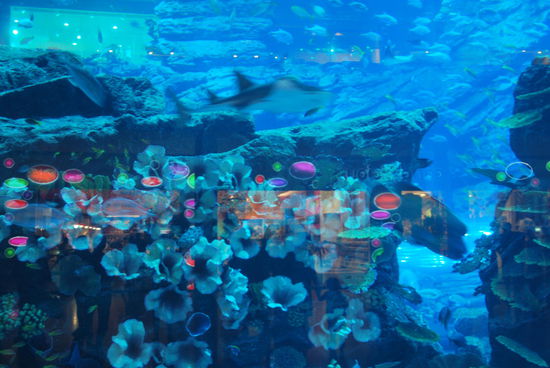 riesiges Aquarium in der Dubai Mall