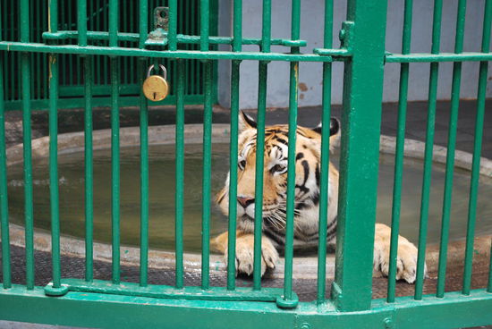 Das ist ein trauriger Anblick ! Wunderschöner, großer bengalischer Tiger im Käfig. Es gibt auch ein Freigehege, aber das wird gerade renoviert.