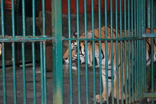 Die Tiere machen einen verhaltensgestörten Eindruck, sie tigern auf und ab.