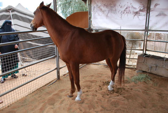 Araber-Hengst mit Burkha-Frau - man sieht in den VAE übrigens nur selten Frauen mit Burkha, die meisten tragen Abeya und Shayla, einige aber auch westliche Klamotten