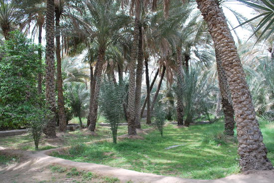 Das einzige Stückchen Oase mit Dattelpalmen, das ich dann hier zu sehen bekam