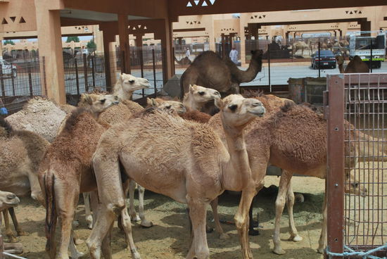 Genau genommen, sind es Dromedare und keine Kamele