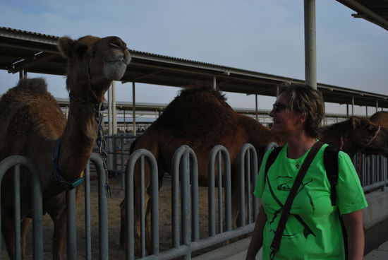 Auch das sind Dromedare