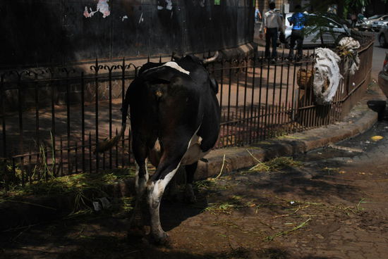 Aus den meisten Großstädten Indiens sind die heiligen Kühe zwar mittlerweile verbannt, aber hier ist trotzdem eine (und es bleibt die einzige, die ich in Mumbai zu sehen bekomme)