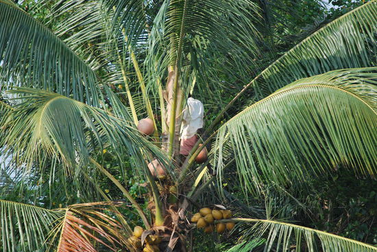 Beim Kokosnuss ernten