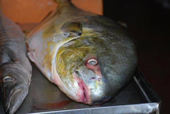 wer hier nicht Fisch isst, ist selber Schuld, frischer geht´s nicht !