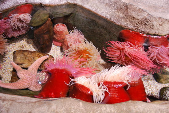 Seeanemonen - man darf sie auch anfassen