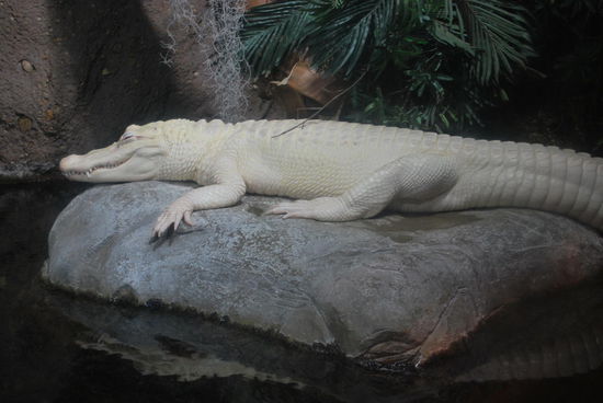 Albino-Alligator