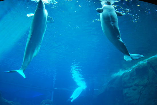 Die Beluga-Wale