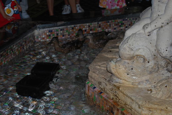 Nun dürfen sie 5 Stunden ungestört herumpaddeln und natürlich ist das Füttern der Enten strengstens verboten !