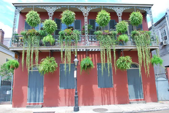 Das sollte man zuhause auch mal auf dem Balkon probieren, statt blöder Geranien: Farn !