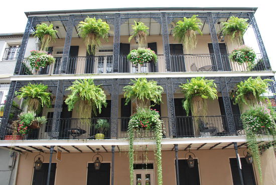 Die Farne, die ich so bewundere