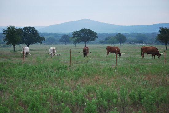 Nicht einfach nur Kühe - Longhorns !