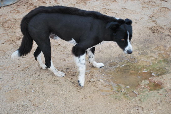 Ein Irokesen-Hund ! Er ist total freundlich und wird uns auch auf unserem Ausritt begleiten.