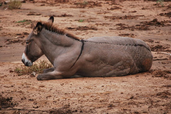 Einen Esel gibt es auch..