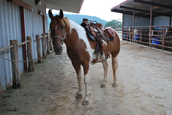 Das ist Rocky - er guckt mich total freundlich an und auf genau ihm werde ich auch später reiten, was allerdings so ursprünglich nicht geplant ist. Eigentlich war Dusty für mich vorgesehen - aber der ist heute bockig.