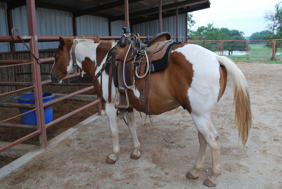 Man beachte den Sattel ! Western-Sättel bin ich überhaupt nicht gewohnt, da hängt soviel Klumpatsch dran und mit Seilen bin ich auch noch nie geritten. Ich kenne Lederzügel mit Stahltrense im Maul und Stahlsteigbügel. Aber ich lasse mich bereitwillig aufklären, dass diese Pferde einfach anders funktionieren. Sie reagieren eher nicht auf die Trense, sondern mehr auf akustische Befehle und leichtes Ziehen mit dem Seil, nicht Zerren an Zügeln.