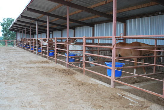 Es gibt soviele schöne Pferde hier !