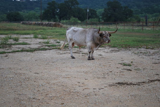 Und lonesome Longhorns...